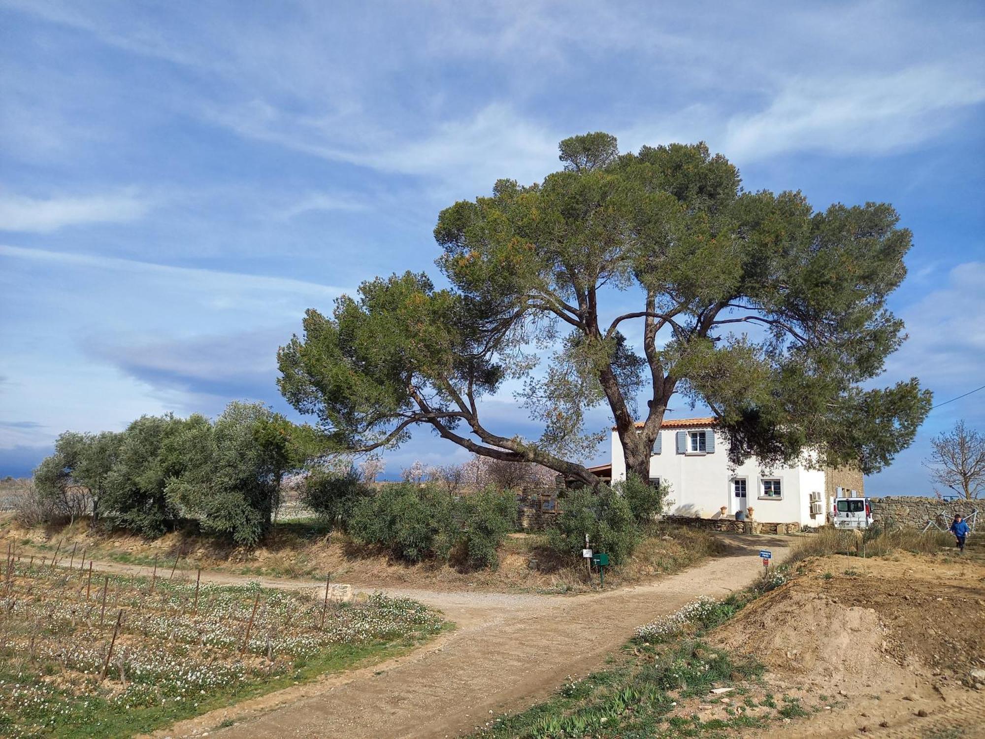Villa Domaine Saint Augustin Rieux-Minervois Esterno foto
